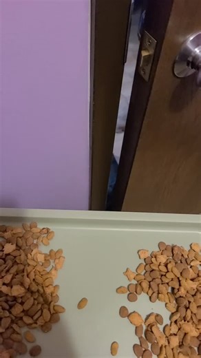 Friday Feeding Frenzy! Here’s a quick behind-the-scenes peek at our hungry hippos crying for breakfast. Don’t worry, everyone got plenty to eat and extra scritches. Come see the cuteness for yourself this weekend from 12-4pm. Bring a friend and your favorite snack! | The Cats' Pyjamas Cat Café