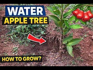 How to Grow Water Apple Tree at Home | Complete Care Guide