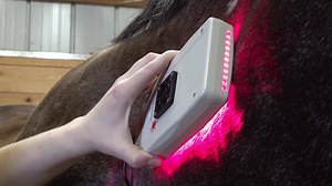 🚨The LZR Ultrabright can be used on pets and livestock to help with health and wellness! 🐴Find out more about the LZR here>> https://buff.ly/3c9oPU2 The LZR uses red light therapy to relieve pain, reduce muscle soreness, and help with open wounds! 💯 | MagnaWave Corporate - Wellness and Pain Relief