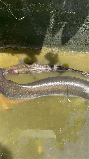 ചീങ്കണ്ണിയെ അരാപൈമ അകത്താക്കി...🥺 | arapaima attacked alligator gar | monster fish tank cleaning