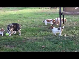 Jack Russell Mix Puppies For Sale