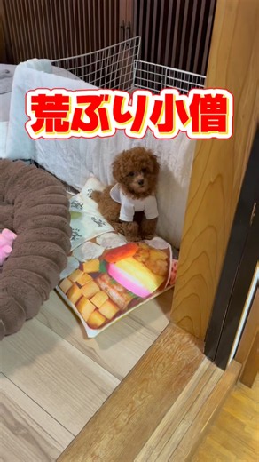 荒ぶり小僧🐶子犬の子育ておもろい🤣#toypoodlepuppy #トイプードル子犬 #トイプードル多頭飼い #トイプードル親子 #ふわもこ部