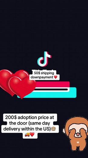 If you’re looking to adopt a baby macaque in the US look no further❤️! Lowest prices around 😊healthy & happy monkeys 🐵Same day delivery !!!📦🚚❤️ We accept Cashapp & Apple Pay #babymonkey #lovebabymonkey #animalsoftiktok #babymacaque #love #monkey #animals #newbornmonkeys #longtailmacaque #pigtailmacaque #newborn #babygirl #baby #animallove #loveanimals #lovemonkey #monkeysoftiktok #monkeybaby #macaque #monpai
