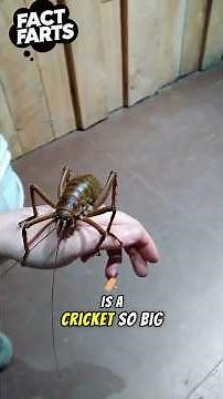 Mind Blowing Animal Facts That Will Make Your Jaw DROP!