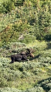 He rose from the tundra like a ghost—K9, the legendary GPS-collared bull moose of Rocky Mountain National Park. 🫎 We stood in silence as he moved through the willows, then down the vast mountainside, his massive frame swallowed by distance in minutes. Nearly 3 miles—gone in a flash. Far below, a cow moose grazed alone. Was she his destination? Or just another stop on a wild journey only K9 understands… #mooseontheloose #k9unit #bigbull #bullmoose #rmnp #coloradowildlife #untamednature #untamedb