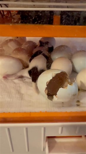 Southern Charm Pups / Shih Tzu , Shih Poo’s & Micro/Mini Bernedoodle’s on Reels