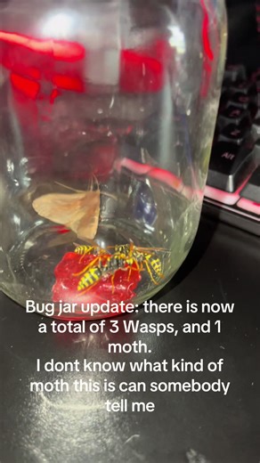 Bug jar #insect #insects #bugs | bug jar