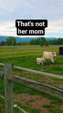 Harriet is 3 days old. Check out the day she was born! #highlandcow #cow #farmlife #homestead