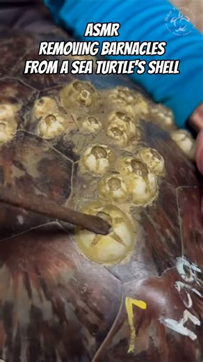 EL NINO TV on Instagram: "Satisfying ASMR: Removing Barnacles from a Sea Turtle's Shell Follow Our Social Media: IG: @el_nin0_tv TT: el_nino_tv FB: El Nino TV YT: EL NINO TV #turtles #sea #barnacles #fblifestyle #fyp"