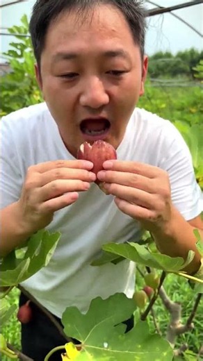 Eating a perfectly ripe fig straight from the tree! 🤤🍇
