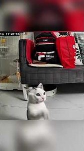 #lol #cat #cats #animals #shortvideos #shorts #shortsfeed #viral #fyp #viralvideo #viralshorts #fypシ