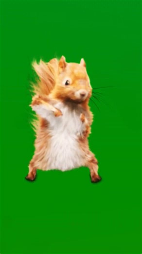 Dancing squirrel