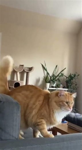 Your cats discovers the ceiling fan moves and prepares for an epic aerial battle 😱🐈😱😱😱💝