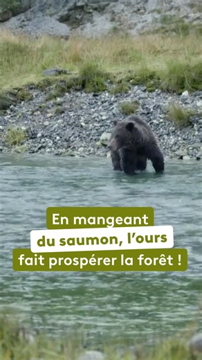 Chaque jour, cet ours attrape des saumons dans la rivière avant de les déguster un peu partout dans la forêt. En se décomposant, les saumons nourrissent les arbres et la forêt prospère. « Notre Nouveau Monde, Quand la Terre nous surprend », c’est dispo sur notre plateforme ! | France tv nature