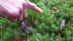 Dew and moss. Moss in the forest. Stock Video