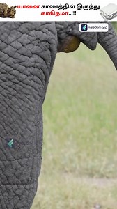 35K views · 738 reactions | யானை சாணத்தில் இருந்து Paper தயாரிக்கலாமா? #reels #papermaking | Boss Wallah Farming Tamil | Facebook