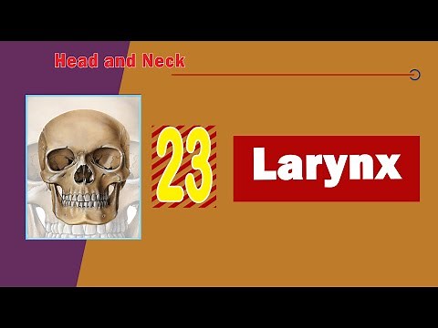 𝟐𝟑. 𝐋𝐚𝐫𝐲𝐧𝐱 (𝐒𝐭𝐫𝐮𝐜𝐭𝐮𝐫𝐞, 𝐜𝐚𝐫𝐭𝐢𝐥𝐚𝐠𝐞𝐬, 𝐦𝐮𝐬𝐜𝐥𝐞𝐬, 𝐛𝐥𝐨𝐨𝐝 𝐬𝐮𝐩𝐩𝐥𝐲, 𝐧𝐞𝐫𝐯𝐞𝐬, 𝐚𝐧𝐝 𝐚𝐩𝐩𝐥𝐢𝐞𝐝 𝐚𝐧𝐚𝐭𝐨𝐦𝐲) 🗣️ 🎤(الحنجرة)