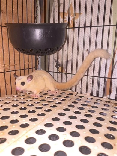 Mengapa Sugar Glider Mengeluarkan Suara Barking?