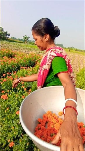 Golden Marigold Harvest by Women Farmer in Morning Light #shorts