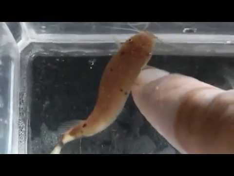 Getting shocked by an electric catfish