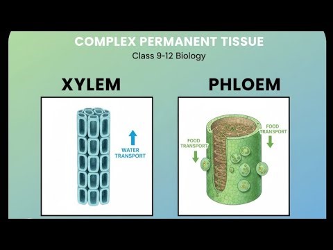 Class 9 Permanent tissue