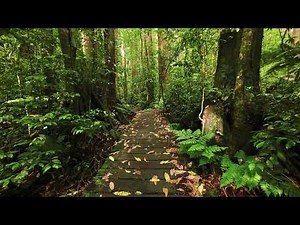 AMBIENT NEW ZEALAND - 4K Native Bush Ambience