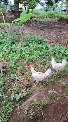 chicken #shortvideo 🐔