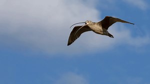 Grassland bird eavesdrops on prairie dog calls to keep itself safe from predators