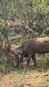Warthog with broken tusk 🥺🐗 #tsd | Wildest Kruger Sightings