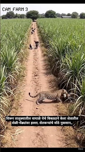 शिरूर, वाघाळे येथे बिबट्याने केला शेळी-मेंढ्यांवर हल्ला, शेतकऱ्यांचे मोठे नुकसान#leopard #viral