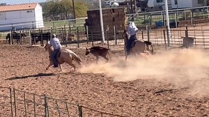 Gratis is a 7 year old palomino gelding that stands around 15'2. He is good in the box and has been rode by all levels of ropers. He is quiet, gentle, and doesn’t change with time off. He has had extended periods of time off and comes back the same. He has been hauled to a lot of ropings and is ready to go be someone’s number 1. Gratis has one vice and that is that he doesn’t like to be tied solid while he first gets saddled. It's an easy work around and I'll show anyone that comes to try him. H