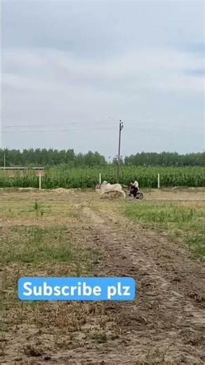#song #remix #racingcar #animals #animalshorts #anime #bull #dogs #dog