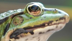 Bringing baby-barfing frogs back from the dead?