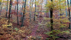 Trees, Forest, Woods. Free Stock Video