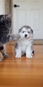 Cat Hits Husky Puppy Then Suddenly Gets Loving! 🐱🐶💖 #reelsvideo #cat #husky | FurReal Cinematics