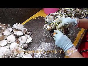 耳吊り作業 オカ作業編 - 豊浦町