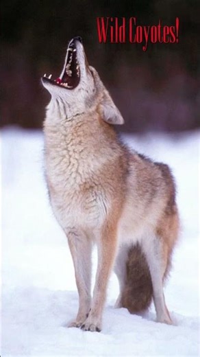Wild coyotes Howling