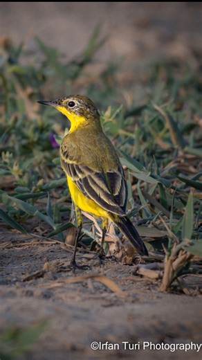8.6K views · 323 reactions | See this beauty of yellow wagtail. #irfanturiphotography | Irfan Turi Photography | Facebook