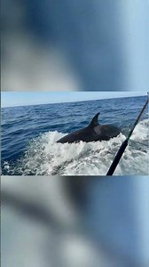 Orca In Cabo #cabosanlucas #wildlife #ocean #viralshorts