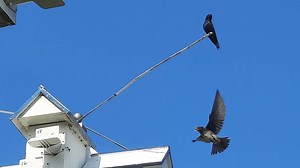 Purple martins making way back to Erie region as spring arrives