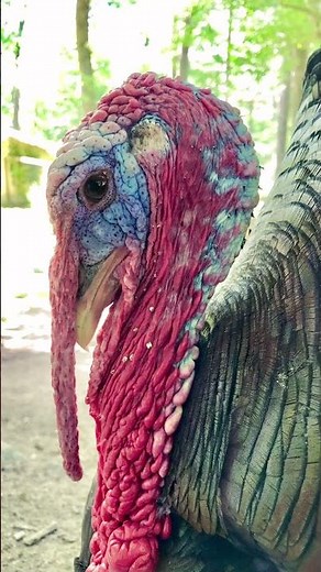 Animals at Southwick's Zoo