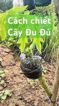 Simple Papaya Grafting Method That Anyone Can Do 🌱 | Effective Plant Propagation & Cutting