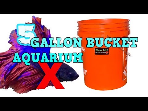 5 Gallon BUCKET AQUARIUM