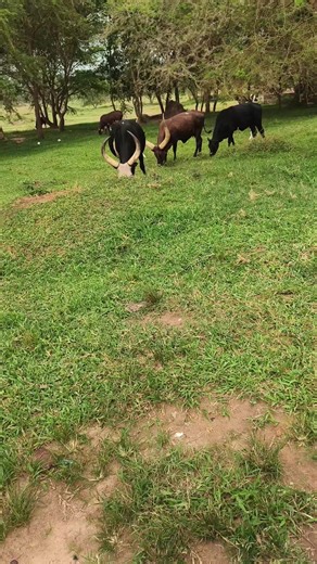 Mc Snake music (@mc.snake.music)’s videos with original sound - NataBoyUg