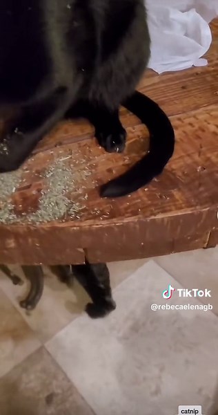 #fyp #catsoftiktok #catnip #catlover