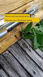 324K views · 1.3K reactions | Placing wasp traps during spring will save you a lot of bees during autumn since almost all wasps at this time are queens that will eventually form their colonies For full videos, check these channels: @gorireky - YouTube @iliodor24 - YouTube @okayelegecmez9830 - YouTube @havlochii - YouTube | OneQueen.ro | Facebook