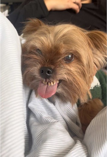 Discover the Life of Jhonny the Angry Yorkshire Terrier