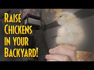 5 Tips for Raising Baby Chicks | Backyard Chicken Basics for Beginners