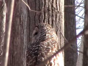 Twist and Hoot: Secret of Owls’ Neck Rotation Revealed