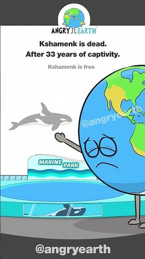 Orcas and other marine animals do not belong in tanks.